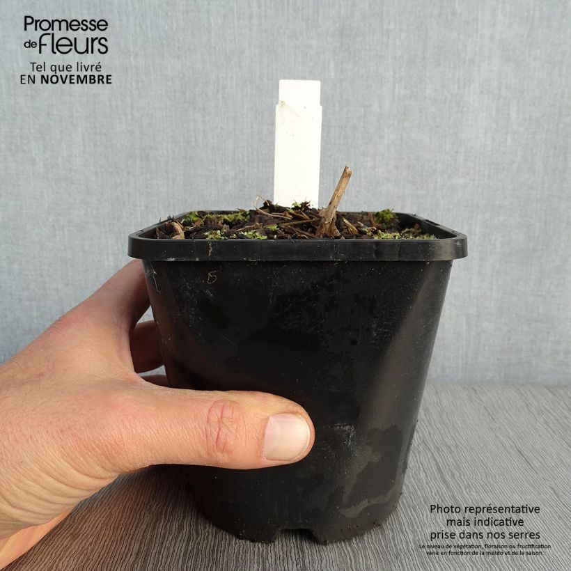 Amostra de Hosta Lady in Red Vaso de 1,5 L/2 L tal como entregue no outono