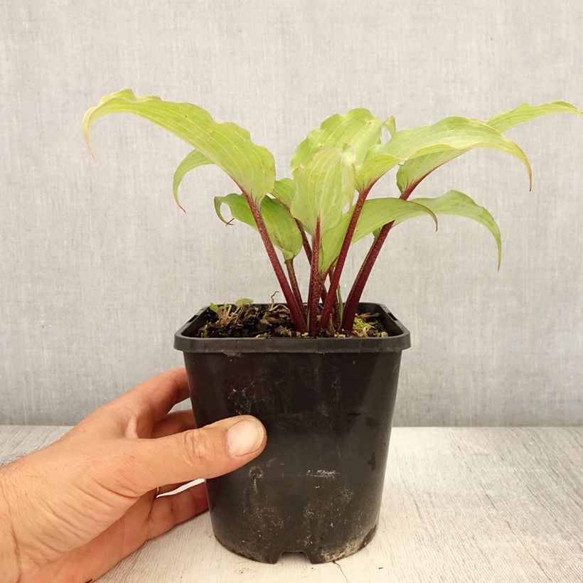 Amostra de Hosta Lady in Red Vaso de 1,5 L/2 L tal como entregue no verão