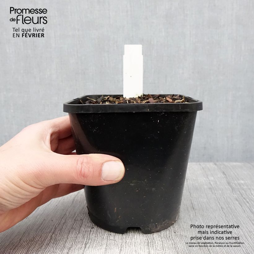 Amostra de Hosta Lady in Red Pot de 1,5L/2L tal como entregue no inverno