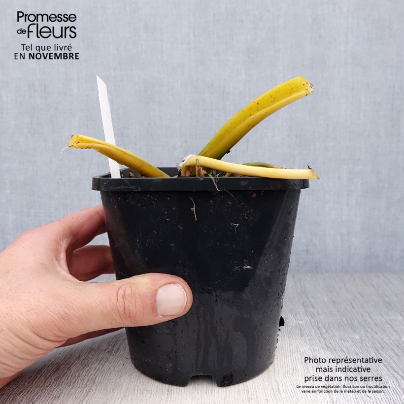 Amostra de Hosta Lakeside Maverick - Funkia Vaso de 1,5 L/2 L tal como entregue no outono