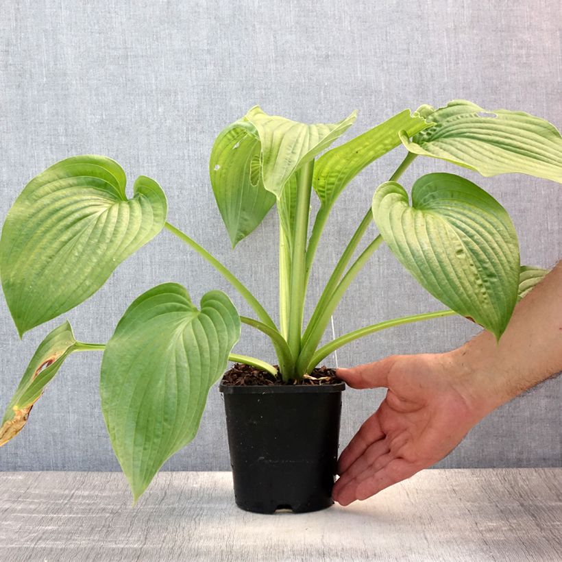 Amostra de Hosta Lakeside Maverick - Funkia Vaso de 1,5 L/2 L tal como entregue no verão