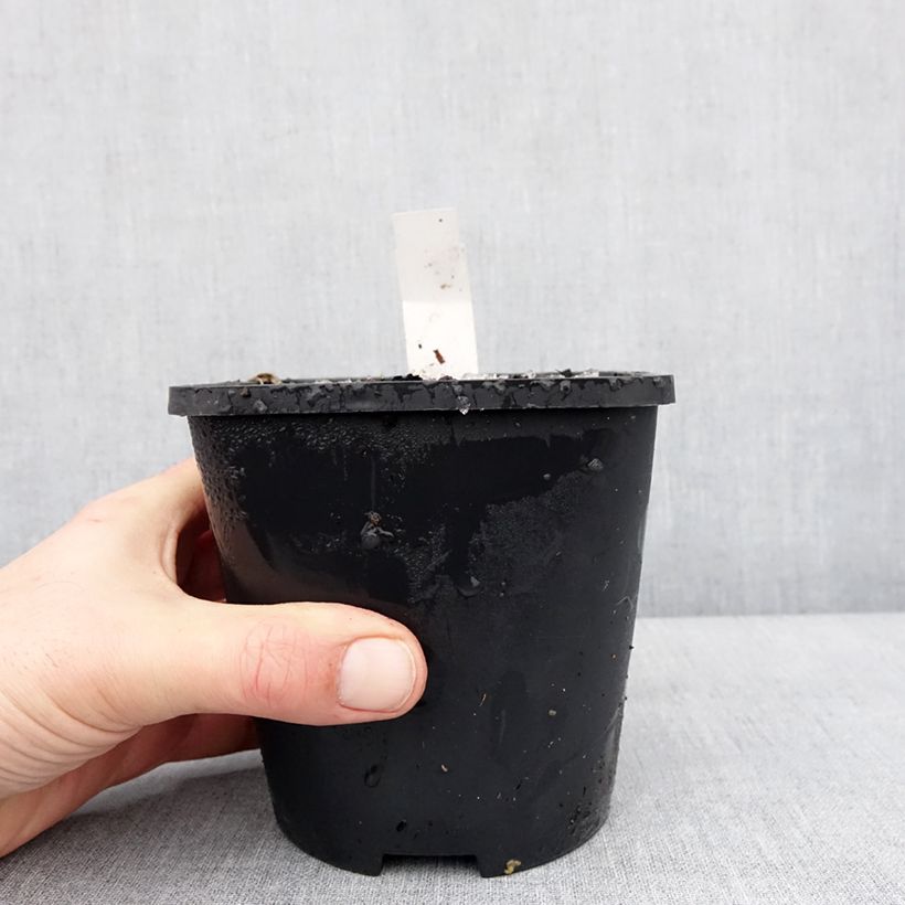 Amostra de Hosta Lakeside Maverick Pot de 1,5L/2L tal como entregue no inverno