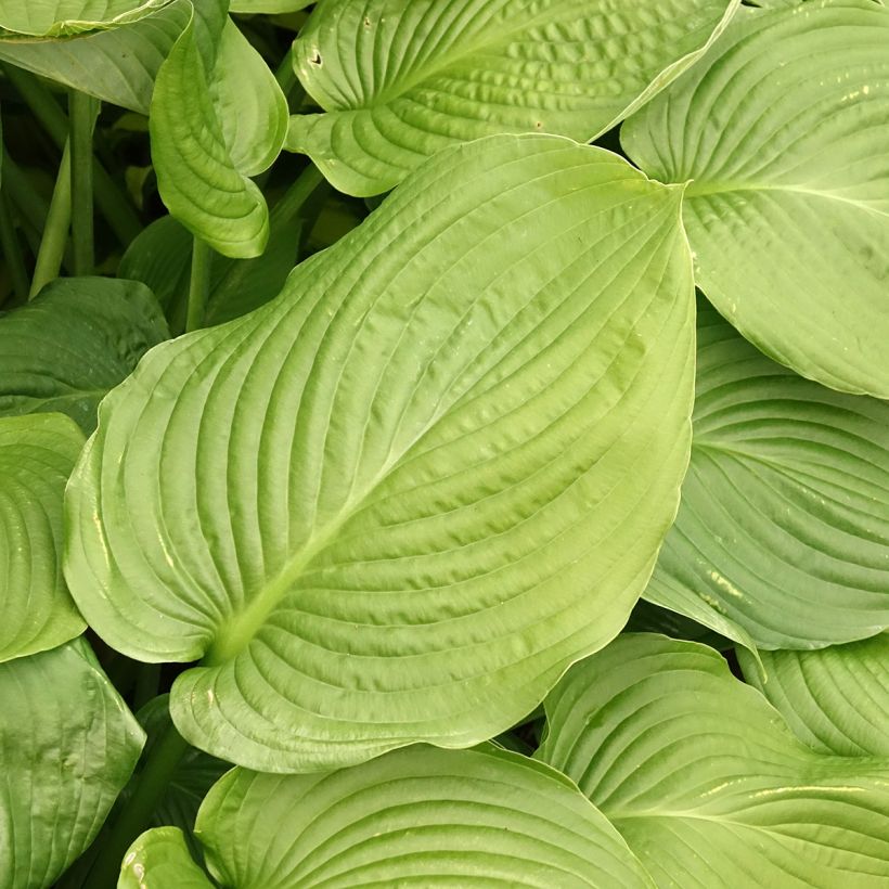 Hosta Lakeside Maverick - Funkia (Folhagem)