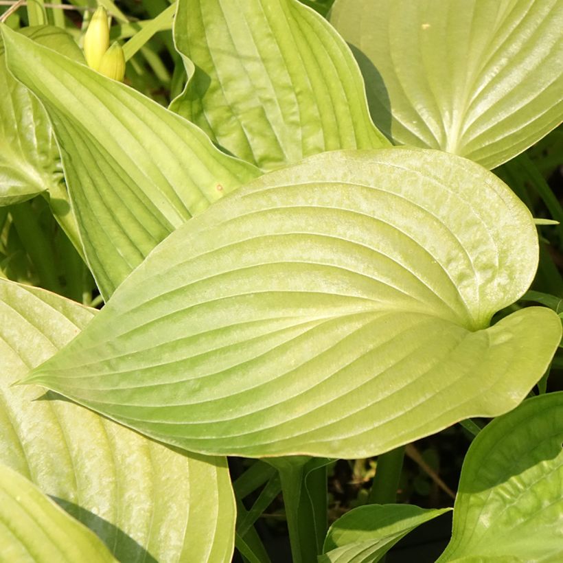 Hosta Lakeside Maverick - Funkia (Floração)