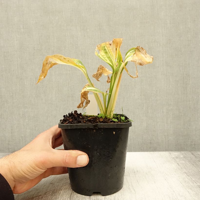 Amostra de Hosta Lakeside Paisley Print Vaso de 1,5 L/2 L tal como entregue no outono