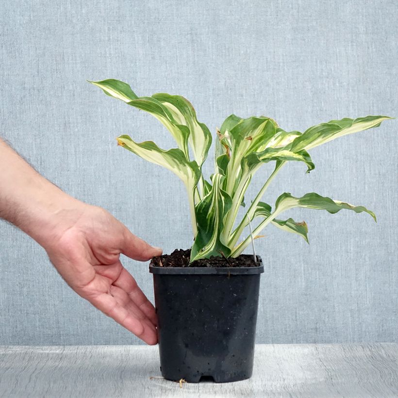 Amostra de Hosta Lakeside Paisley Print Vaso de 1,5 L/2 L tal como entregue no verão