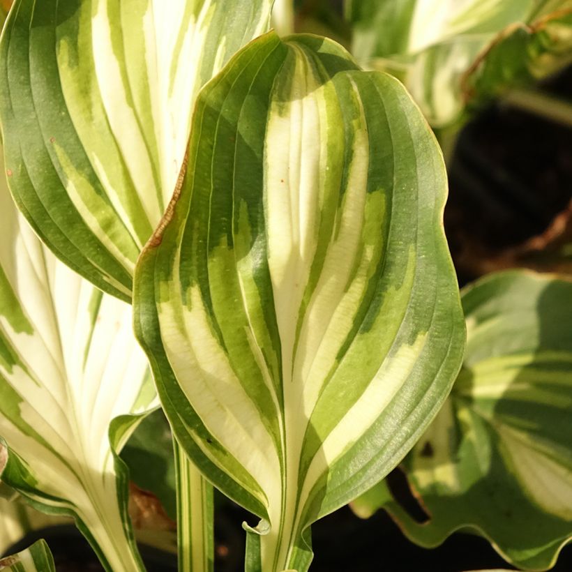 Hosta Lakeside Paisley Print (Folhagem)