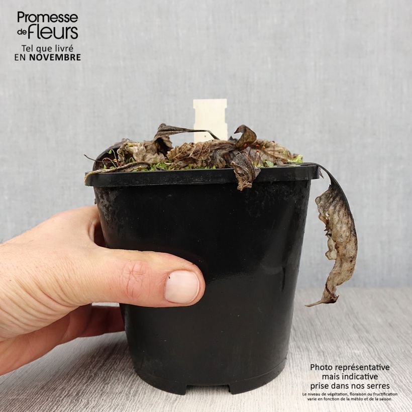 Amostra de Hosta Lakeside Prophecy Fulfilled Vaso de 1,5 L/2 L tal como entregue no outono
