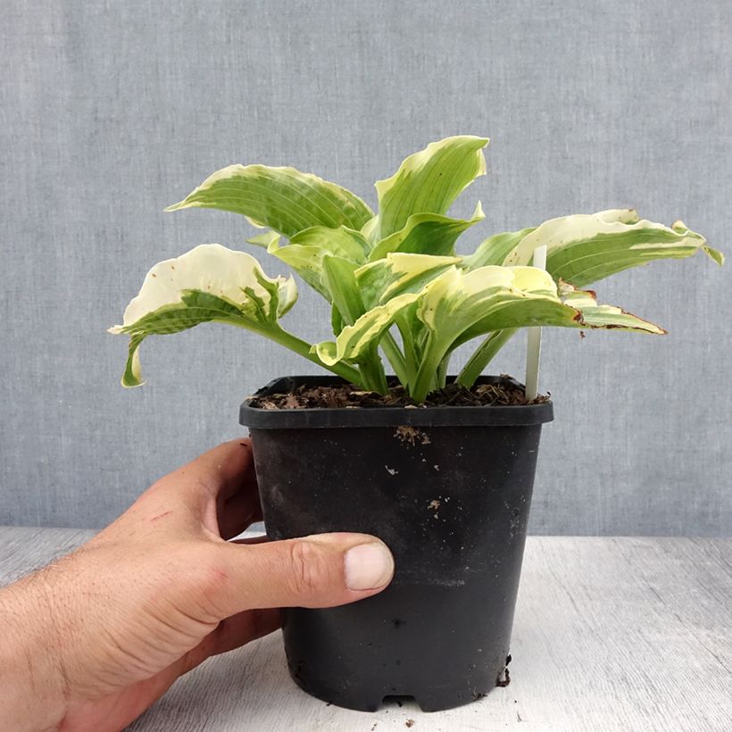 Amostra de Hosta Lakeside Prophecy Fulfilled Vaso de 1,5 L/2 L tal como entregue no verão