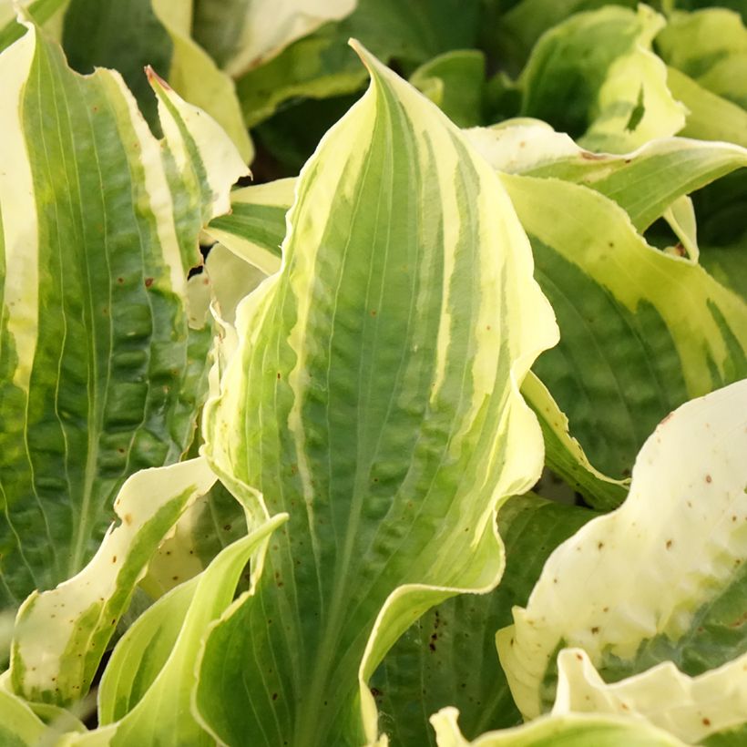Hosta Lakeside Prophecy Fulfilled (Folhagem)