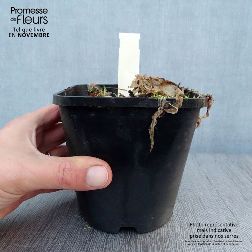 Amostra de Hosta Let's Twist Again Vaso de 1,5 L/2 L tal como entregue no outono