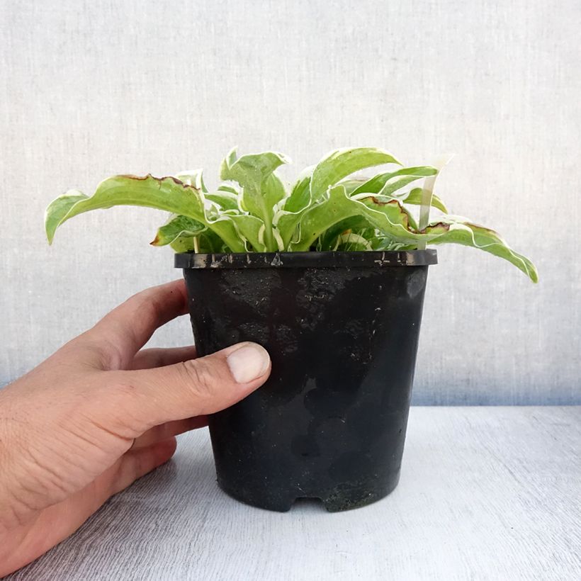 Amostra de Hosta Let's Twist Again Vaso de 1,5 L/2 L tal como entregue no verão