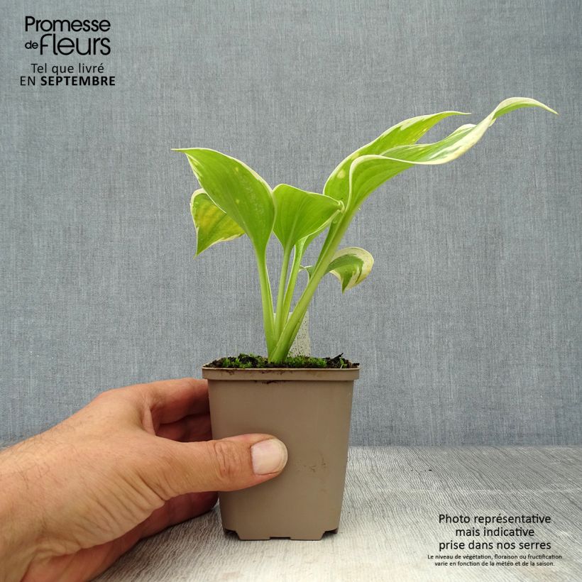 Amostra de Hosta Liberty Vaso de 8/9 cm tal como entregue no outono