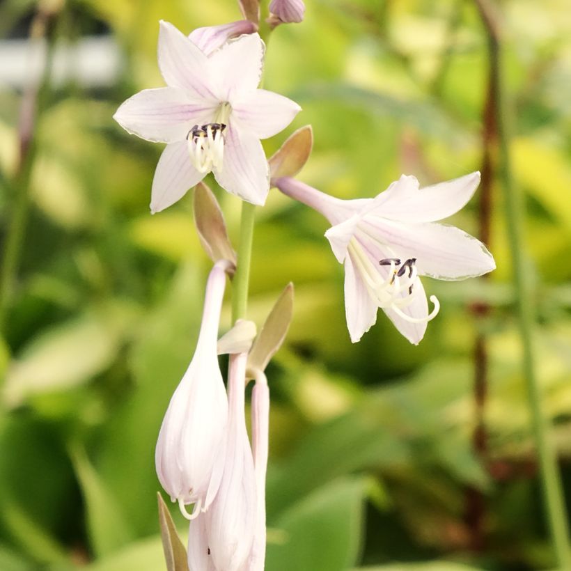 Hosta Liberty (Floração)