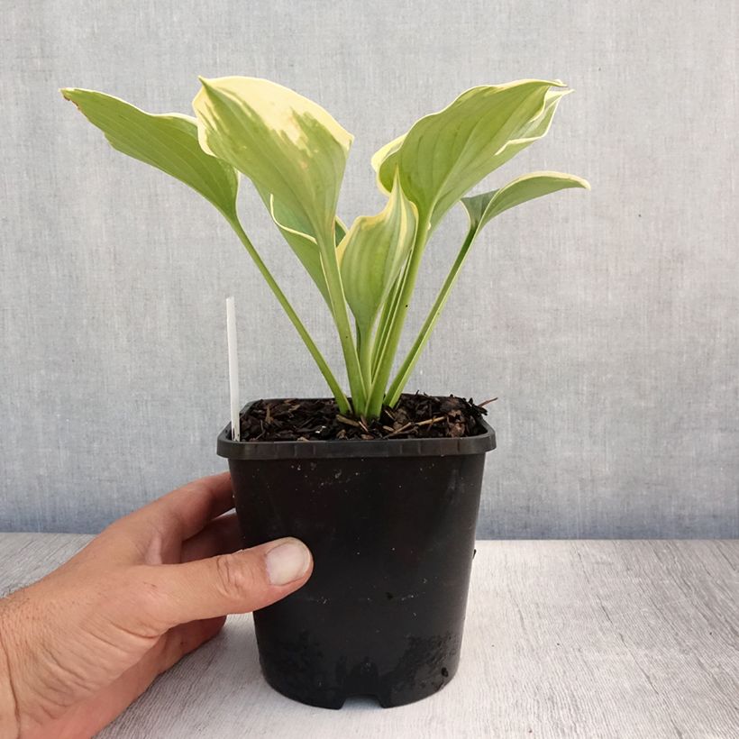 Amostra de Hosta Liberty Vaso de 1,5 L/2 L tal como entregue no verão