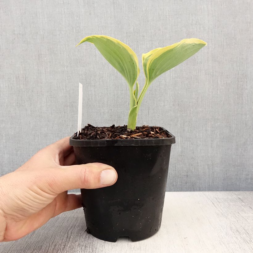 Amostra de Hosta Liberty Vaso de 1,5 L/2 L tal como entregue na primavera