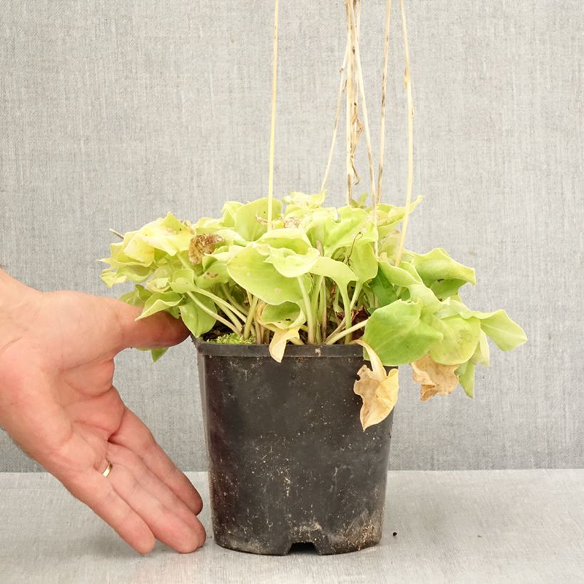 Amostra de Hosta Limey Lisa - Funkia Vaso de 1,5 L/2 L tal como entregue no outono