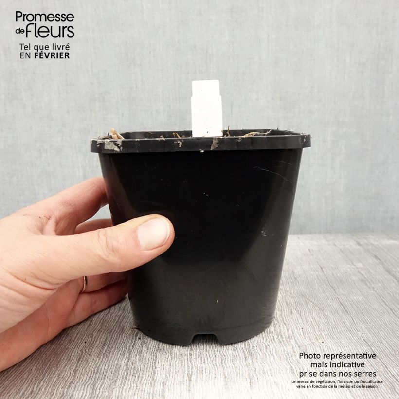 Amostra de Hosta Limey Lisa Pot de 1,5L/2L tal como entregue no inverno