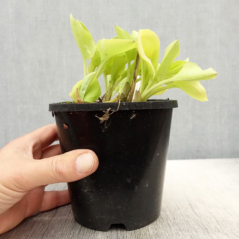 Amostra de Hosta Limey Lisa Vaso de 1,5 L/2 L tal como entregue na primavera