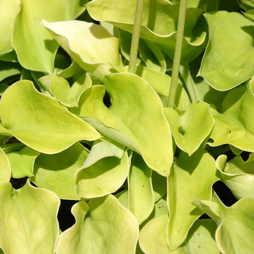 Hosta Limey Lisa - Funkia (Folhagem)