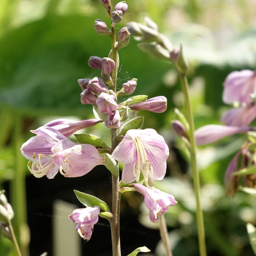 Hosta Limey Lisa - Funkia (Floração)