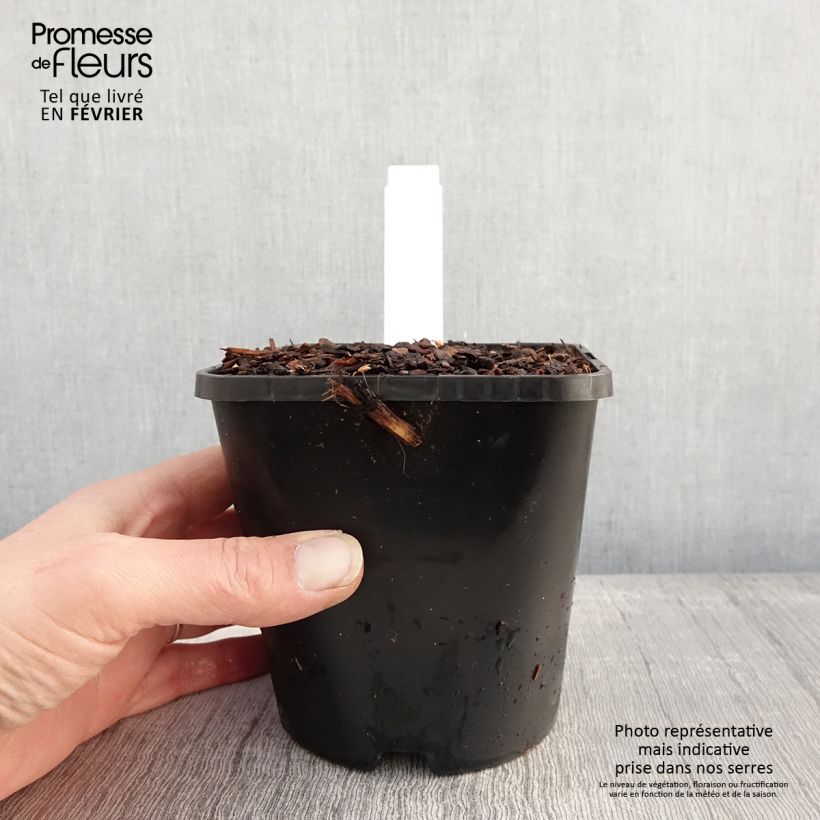 Amostra de Hosta Lipstick Blonde Vaso de 1,5 L/2 L tal como entregue no inverno