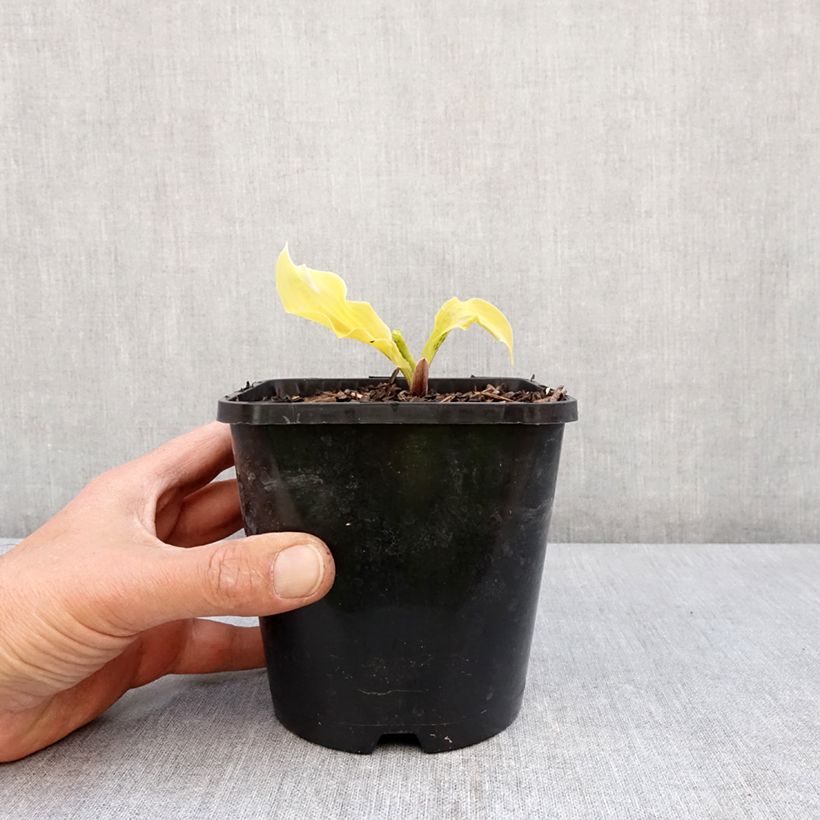 Amostra de Hosta Lipstick Blonde Vaso de 1,5 L/2 L tal como entregue na primavera