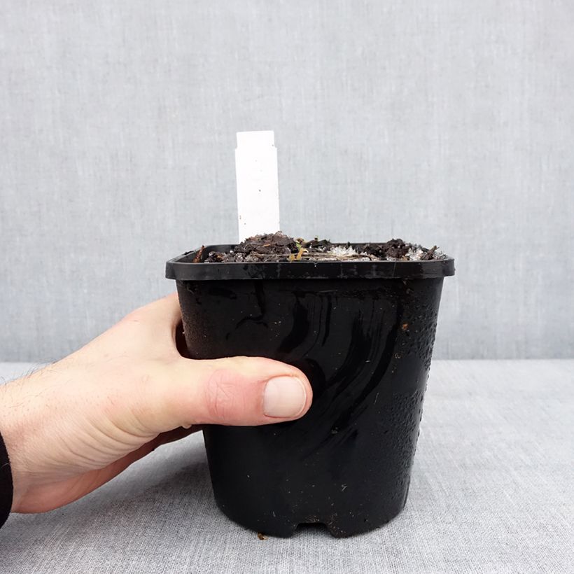 Amostra de Hosta Lipstick Kiss Pot de 1,5L/2L tal como entregue no inverno