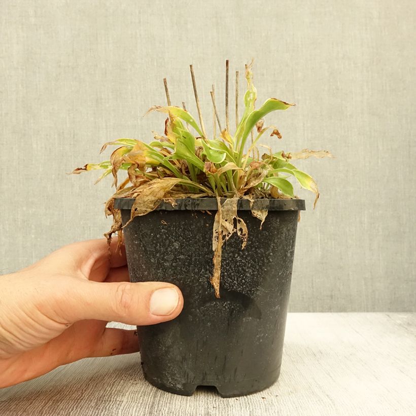 Amostra de Hosta Little Devil Vaso de 1,5 L/2 L tal como entregue no outono