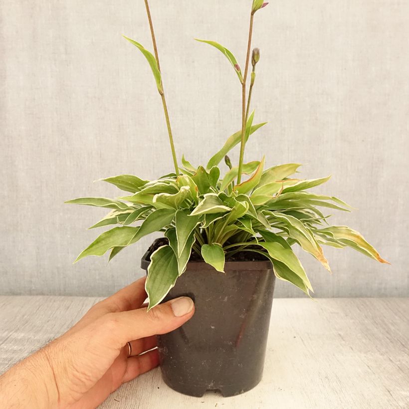 Amostra de Hosta Little Devil Vaso de 1,5 L/2 L tal como entregue no verão