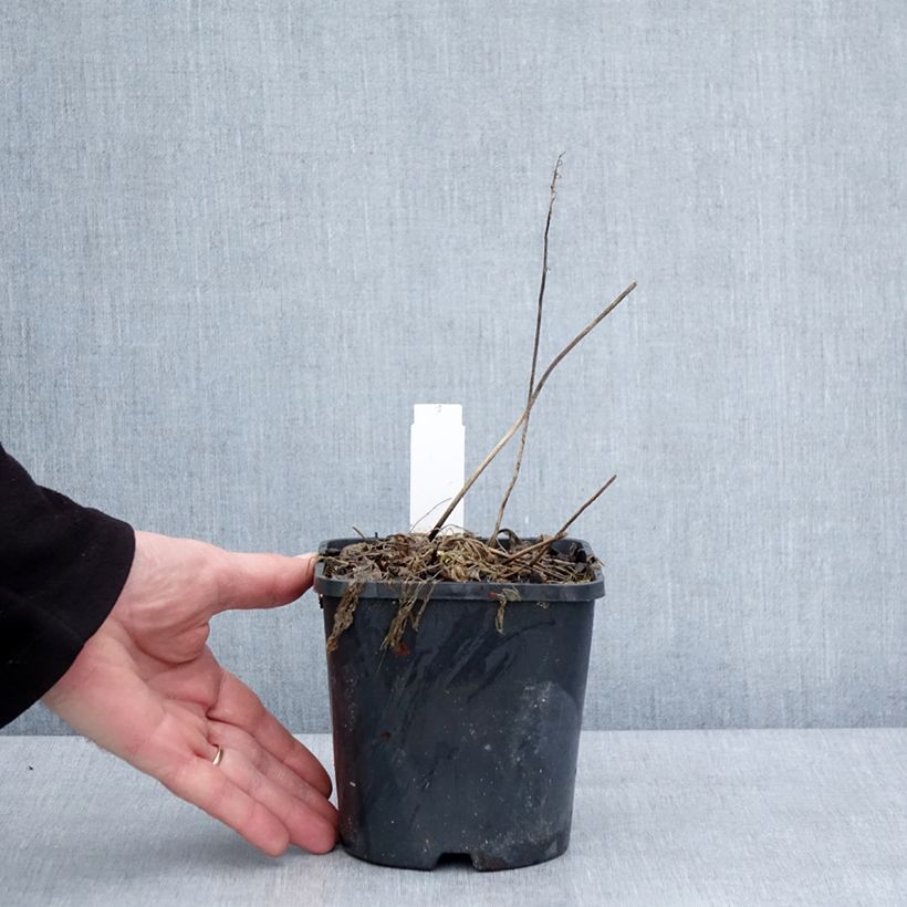 Amostra de Hosta Little Devil Pot de 1,5L/2L tal como entregue no inverno