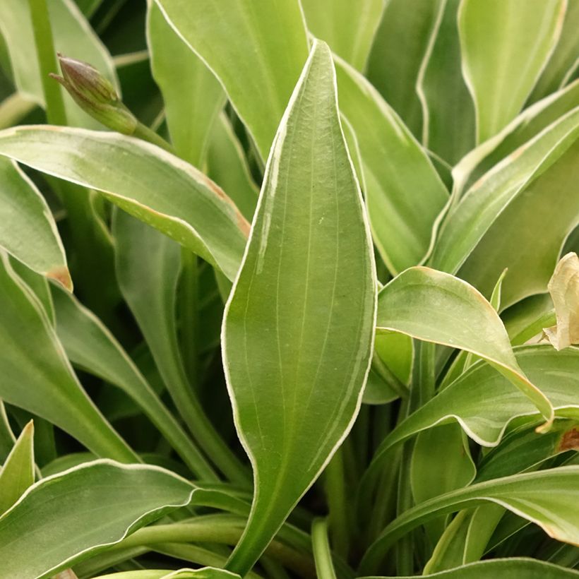 Hosta Little Devil (Folhagem)