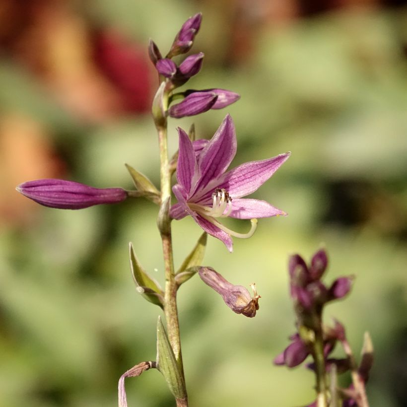 Hosta Little Devil (Floração)