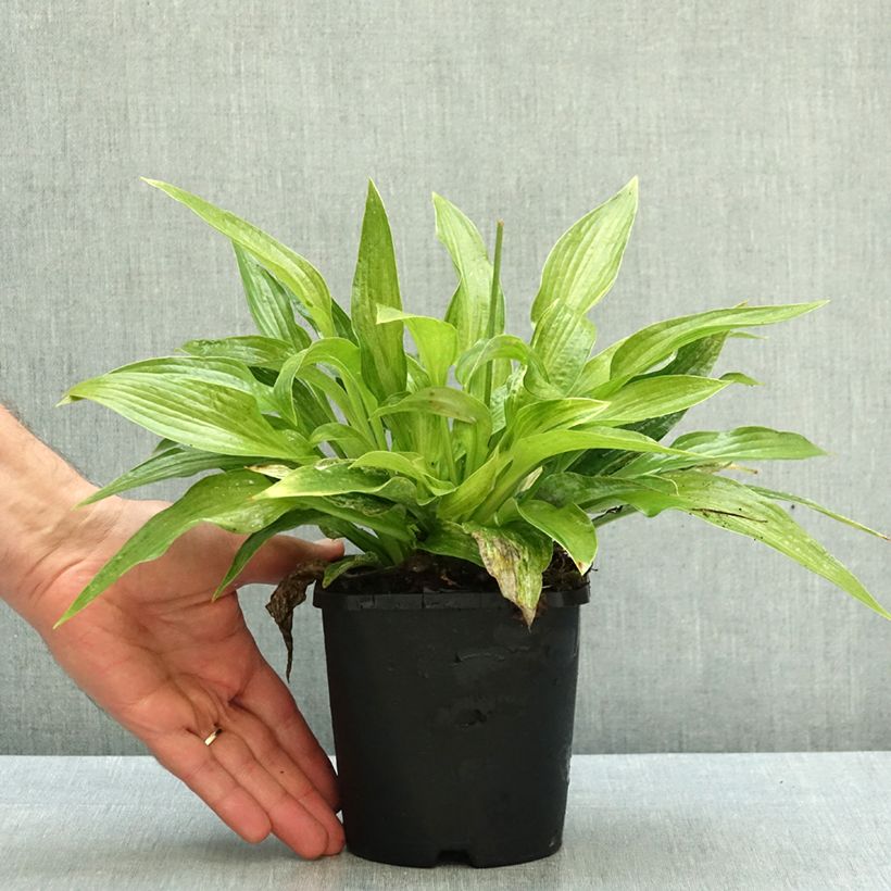 Amostra de Hosta London Fog Vaso de 1,5 L/2 L tal como entregue no outono