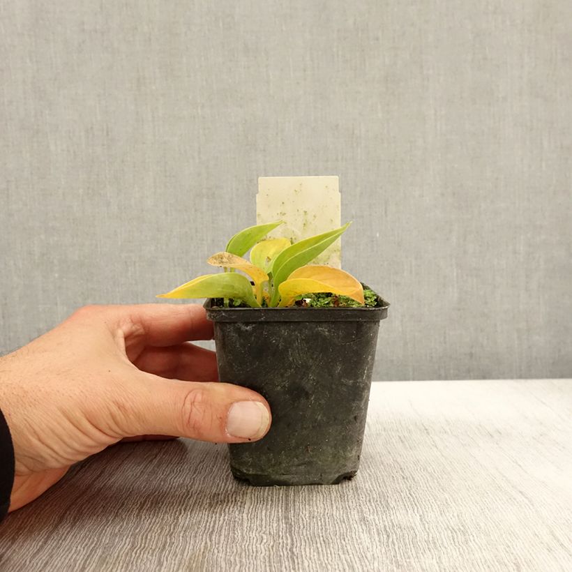 Amostra de Hosta Love Pat Vaso de 8/9 cm tal como entregue no outono