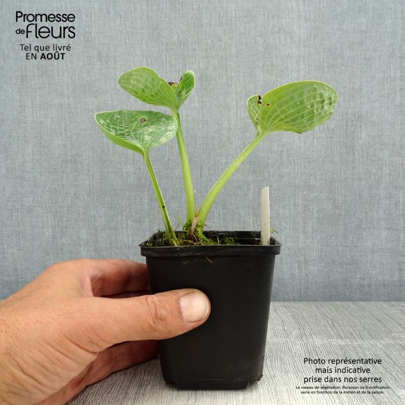 Amostra de Hosta Love Pat Vaso de 8/9 cm tal como entregue no verão