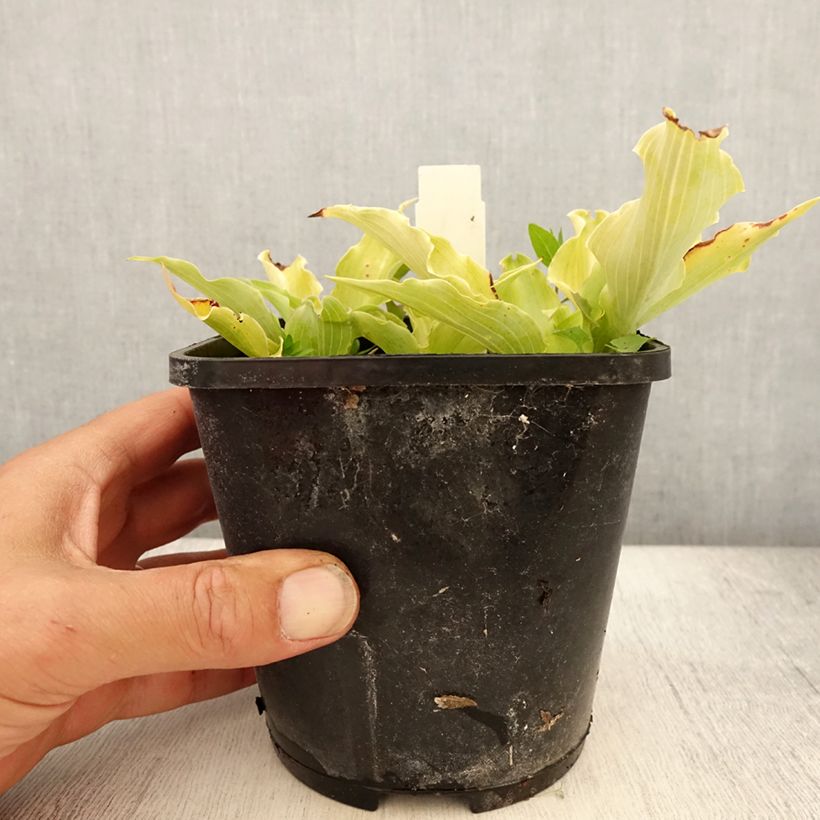 Amostra de Hosta Marilyn Monroe Vaso de 1,5 L/2 L tal como entregue no verão