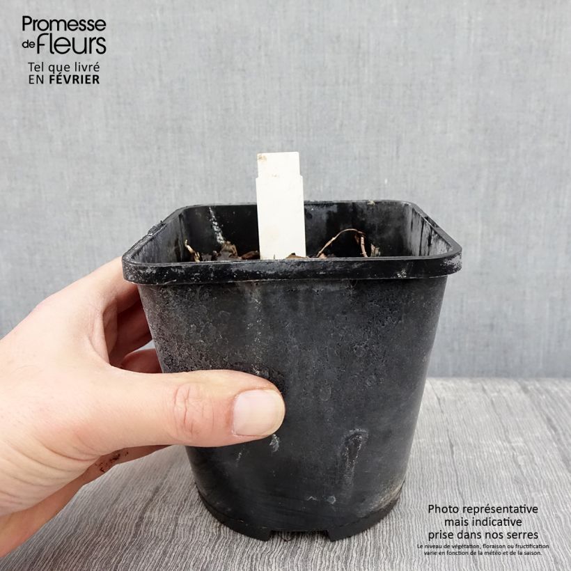 Amostra de Hosta Marilyn Monroe Pot de 1,5L/2L tal como entregue no inverno