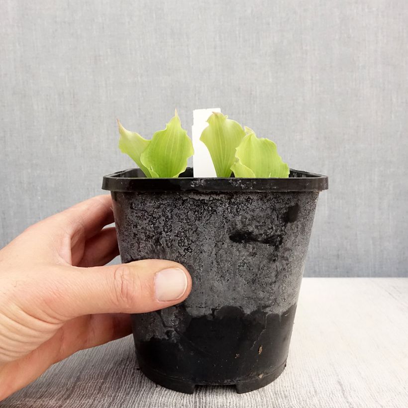 Amostra de Hosta Marilyn Monroe Vaso de 1,5 L/2 L tal como entregue na primavera