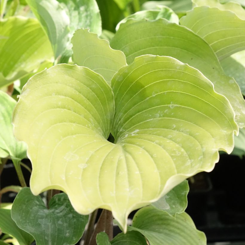 Hosta Marilyn Monroe (Folhagem)