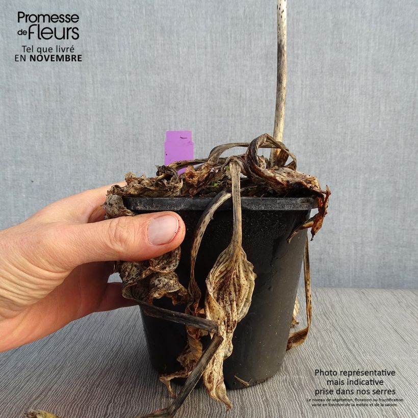 Amostra de Hosta Midnight at the Oasis Vaso de 1,5 L/2 L tal como entregue no outono