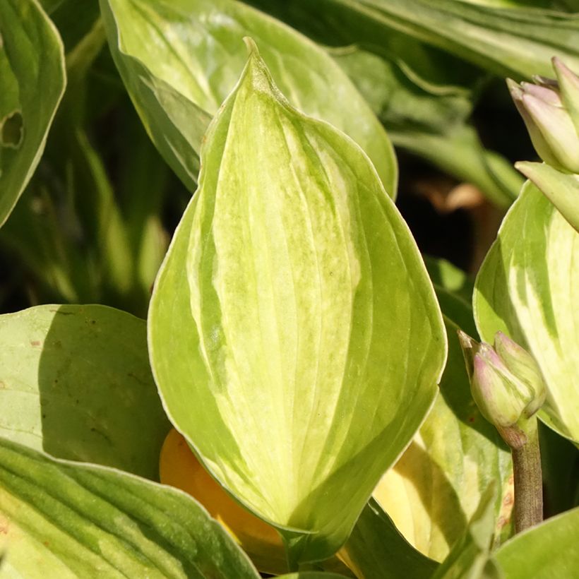 Hosta Midnight at the Oasis (Folhagem)