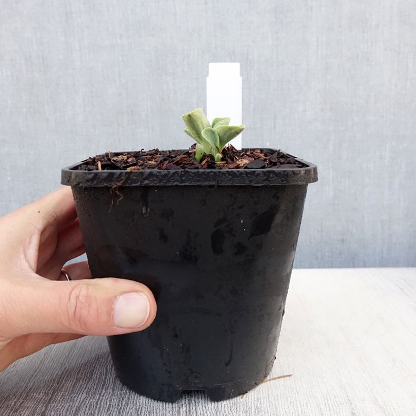 Amostra de Hosta Mighty Mouse Vaso de 1,5 L/2 L tal como entregue na primavera