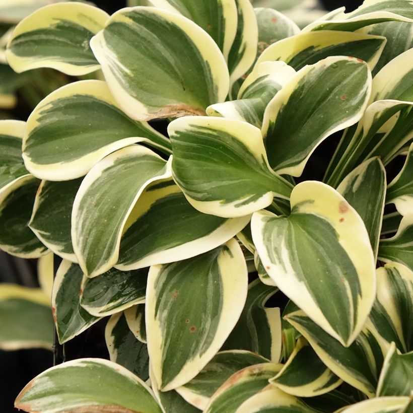 Hosta Mighty Mouse (Folhagem)