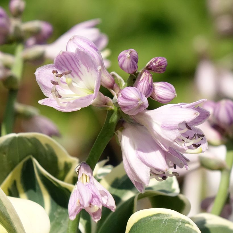 Hosta Mighty Mouse (Floração)