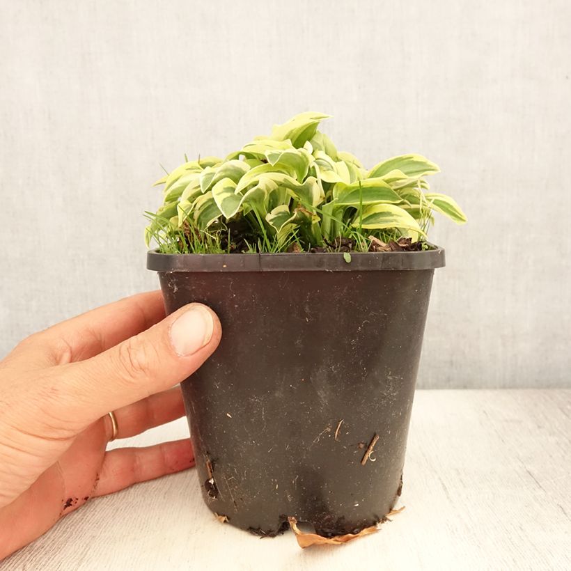 Amostra de Hosta Mini Skirt Vaso de 1,5 L/2 L tal como entregue no verão