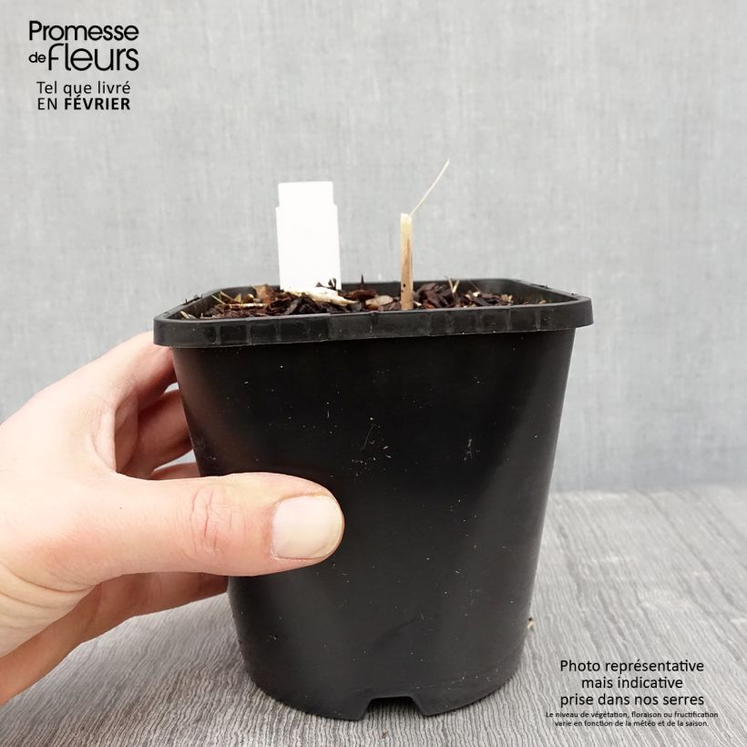 Amostra de Hosta Mini Skirt Pot de 1,5L/2L tal como entregue no inverno