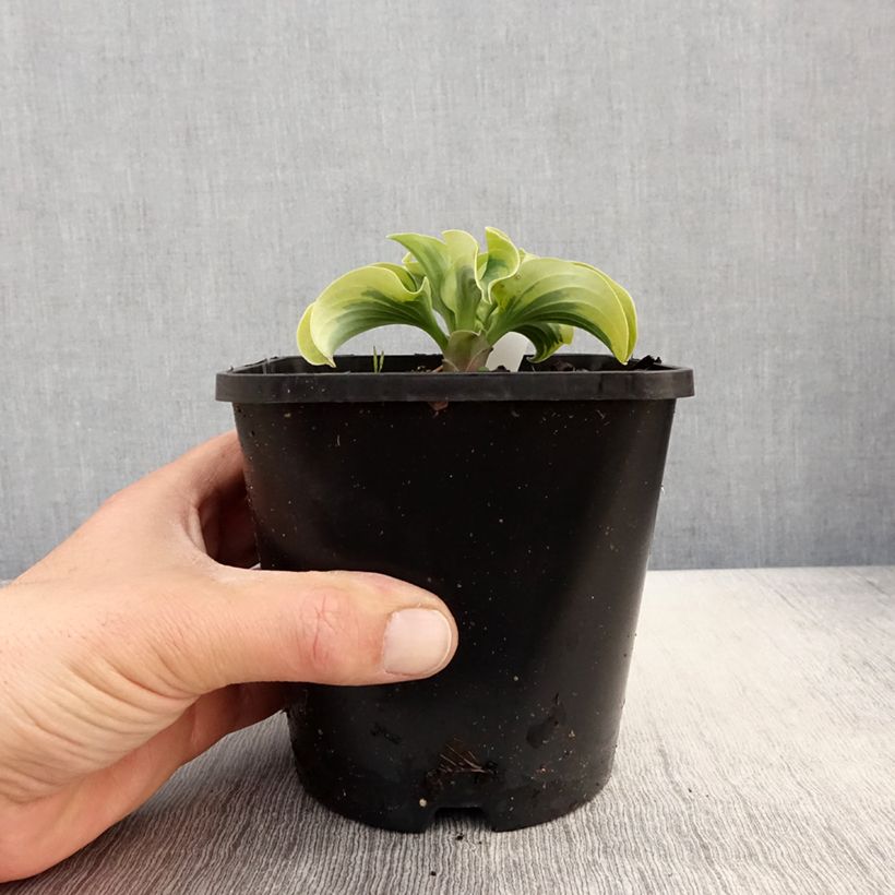 Amostra de Hosta Mini Skirt Vaso de 1,5 L/2 L tal como entregue na primavera