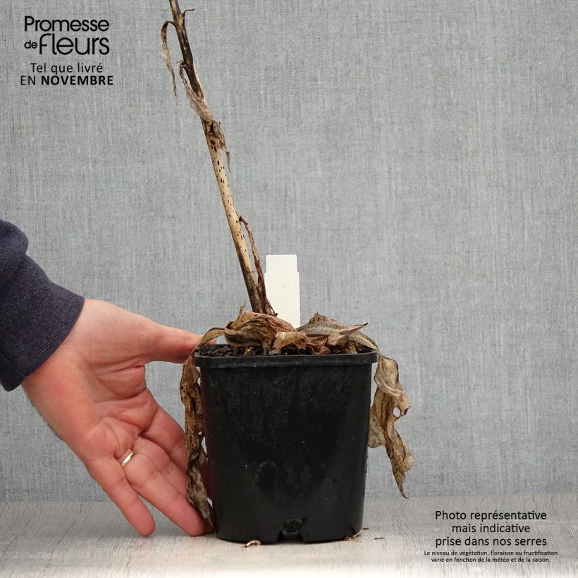 Amostra de Hosta Minuteman Vaso de 1,5 L/2 L tal como entregue no outono