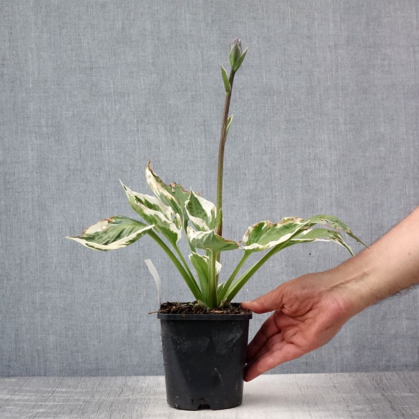 Amostra de Hosta Minuteman Vaso de 1,5 L/2 L tal como entregue no verão